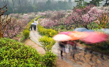 走马桃花山公园——走马观花